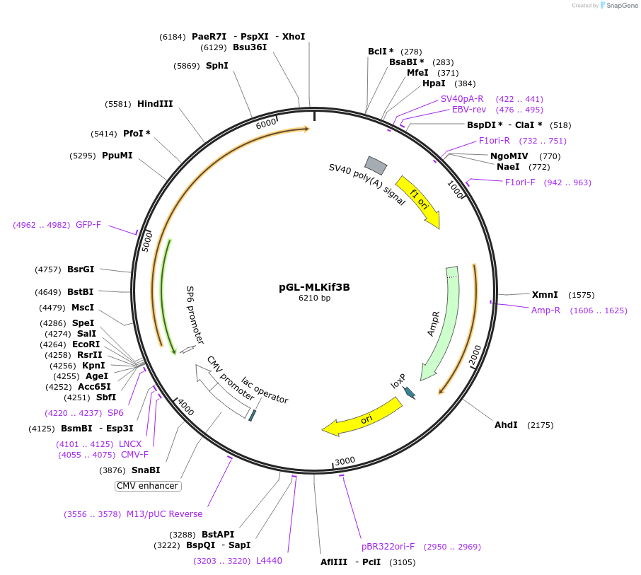 13744-plasmid-map-sequence-id-7750