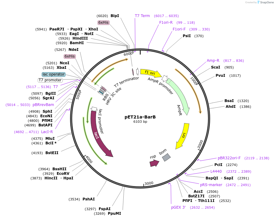 51155-plasmid-map-sequence-id-77503