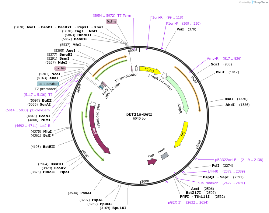 51156-plasmid-map-sequence-id-77505