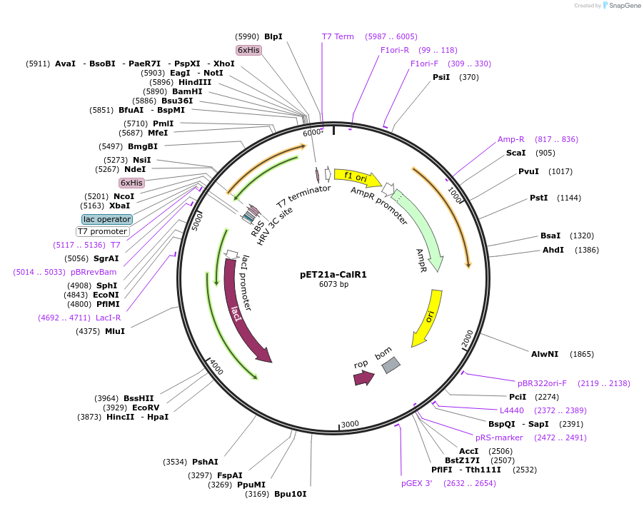 51161-plasmid-map-sequence-id-77515