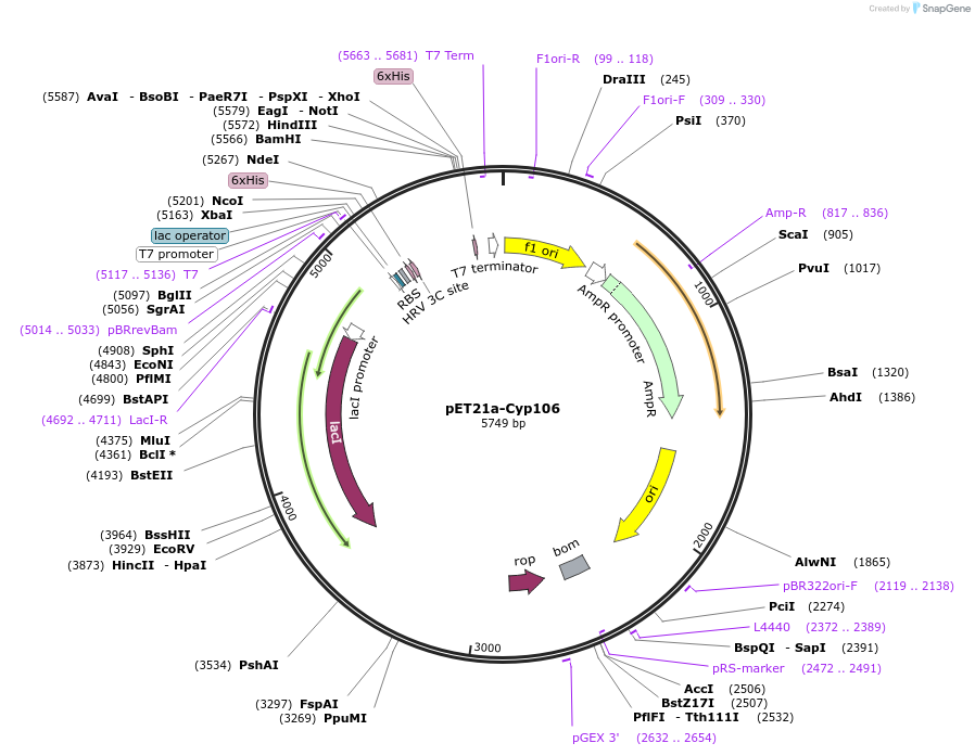 51166-plasmid-map-sequence-id-77525