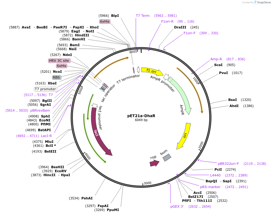 51167-plasmid-map-sequence-id-77527