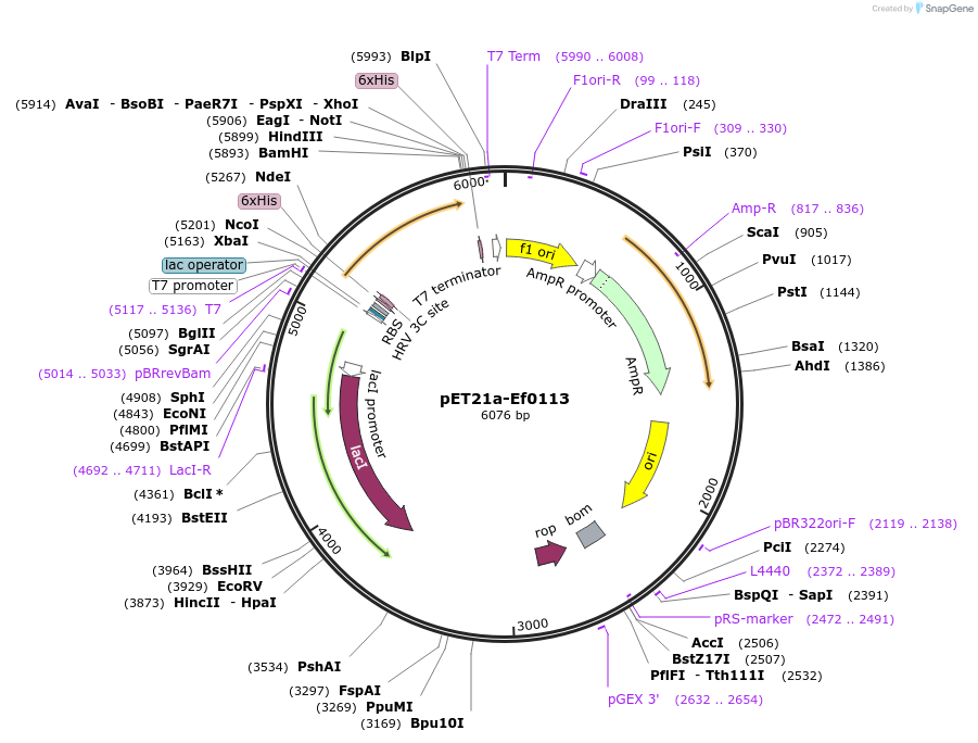 51168-plasmid-map-sequence-id-77529