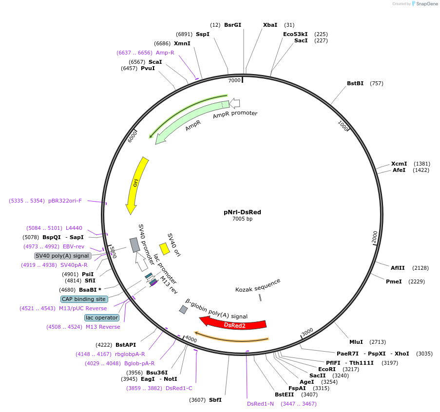 13764-plasmid-map-sequence-id-7753