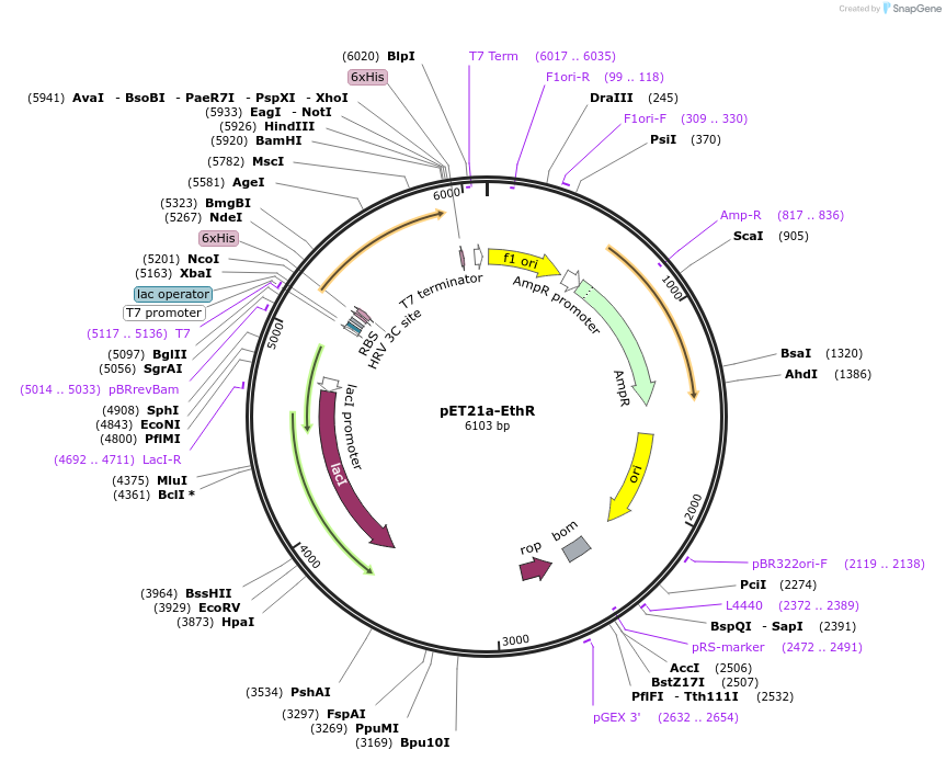 51170-plasmid-map-sequence-id-77533