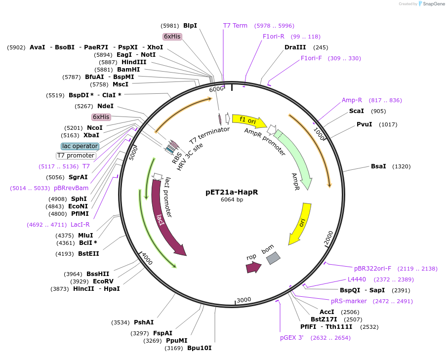 51172-plasmid-map-sequence-id-77537