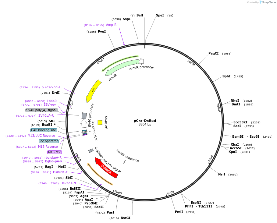 13765-plasmid-map-sequence-id-7754