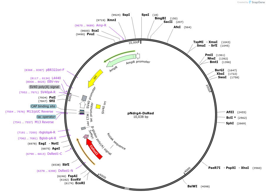 13766-plasmid-map-sequence-id-7755