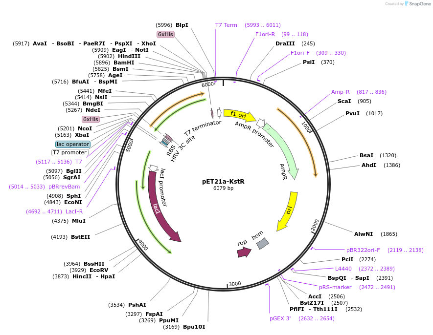 51179-plasmid-map-sequence-id-77551