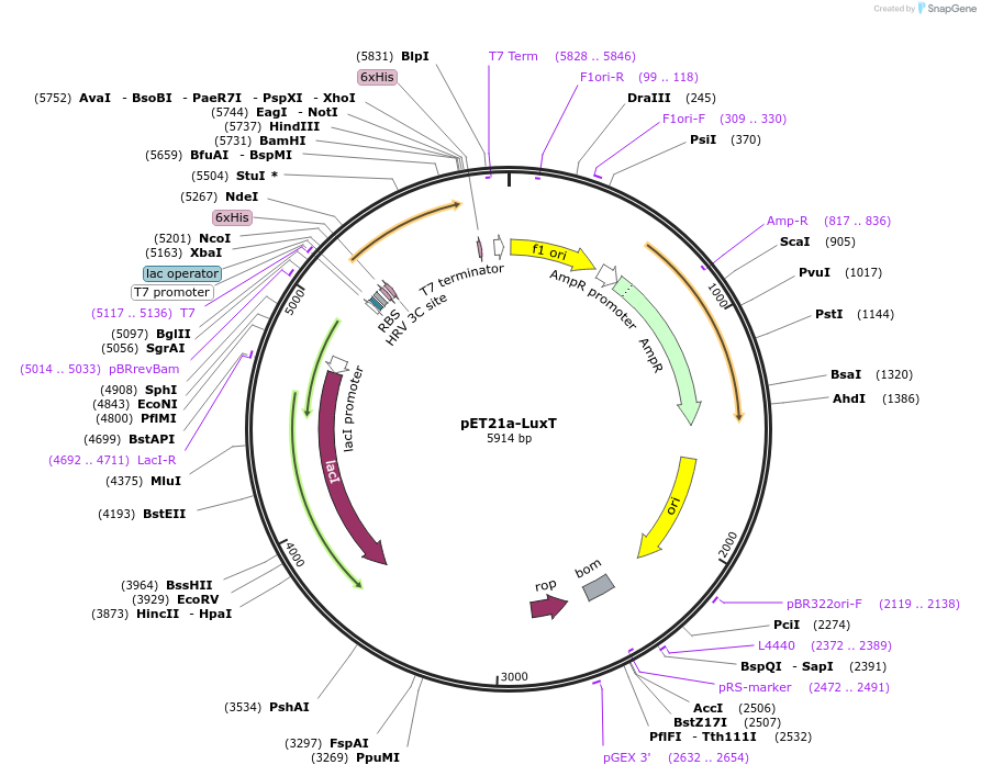 51183-plasmid-map-sequence-id-77559