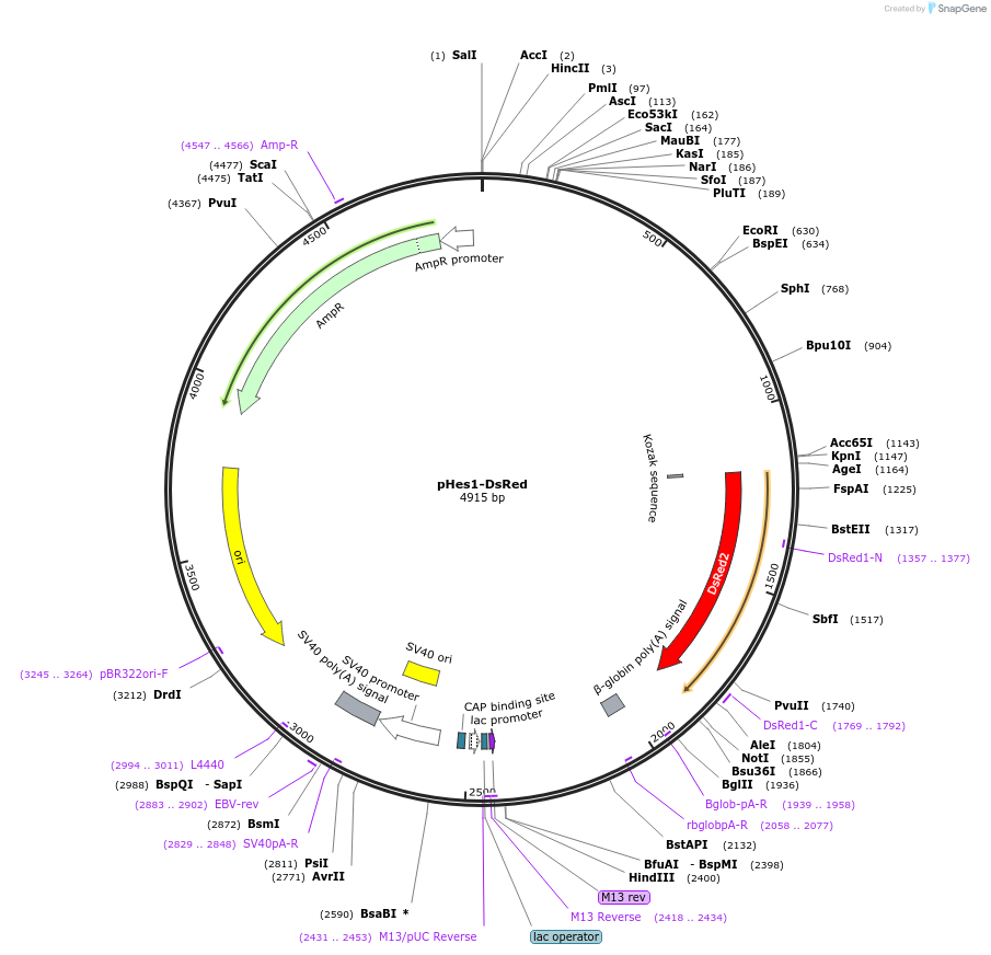 13767-plasmid-map-sequence-id-7756