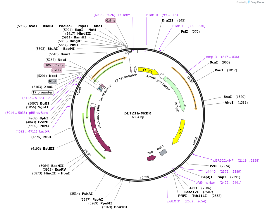 51184-plasmid-map-sequence-id-77561