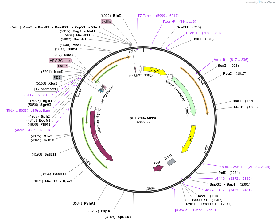 51188-plasmid-map-sequence-id-77569