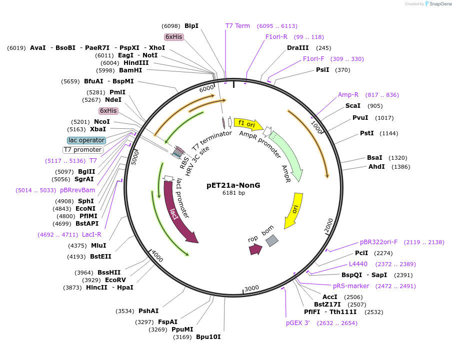 51189-plasmid-map-sequence-id-77571