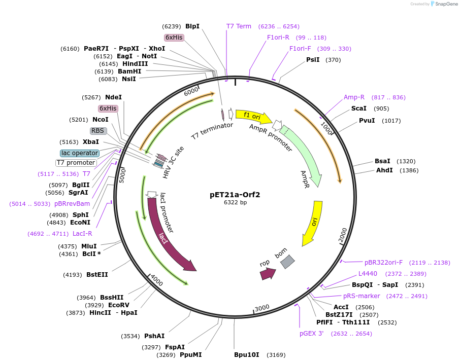 51191-plasmid-map-sequence-id-77575
