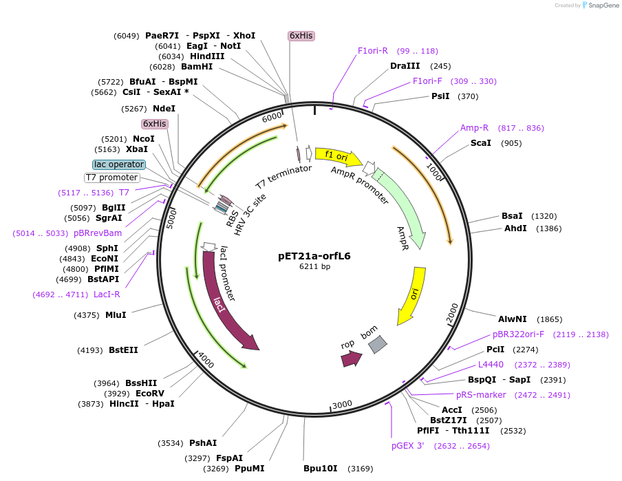 51192-plasmid-map-sequence-id-77577