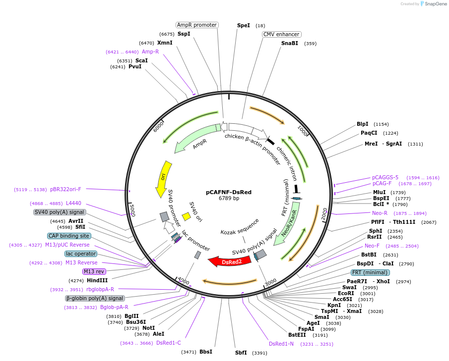 13771-plasmid-map-sequence-id-7760
