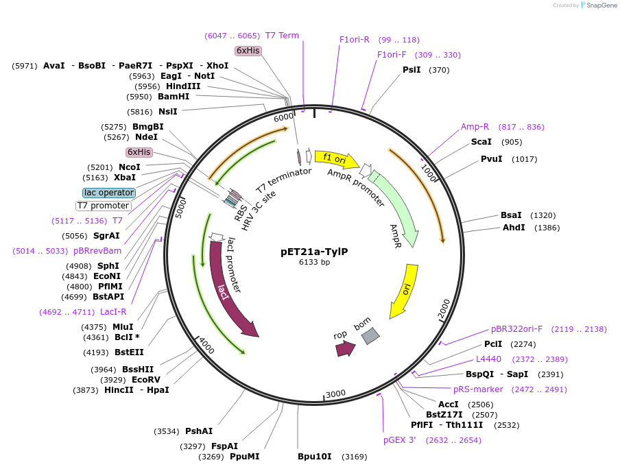 51210-plasmid-map-sequence-id-77613