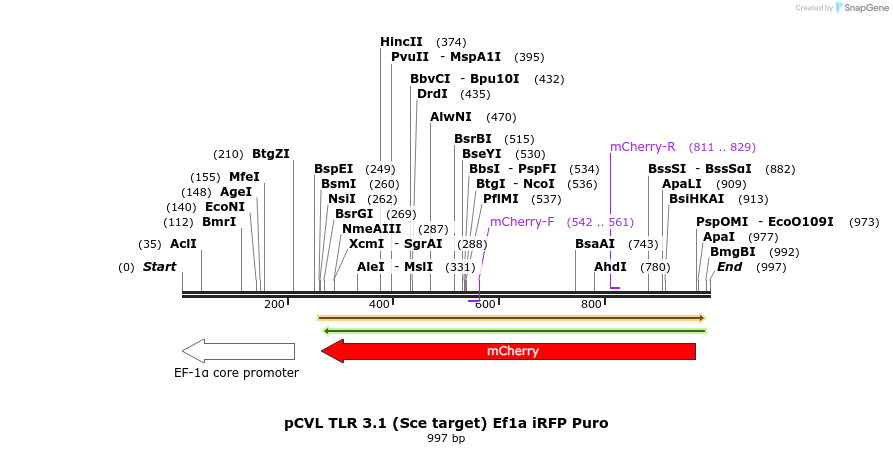 77655_map