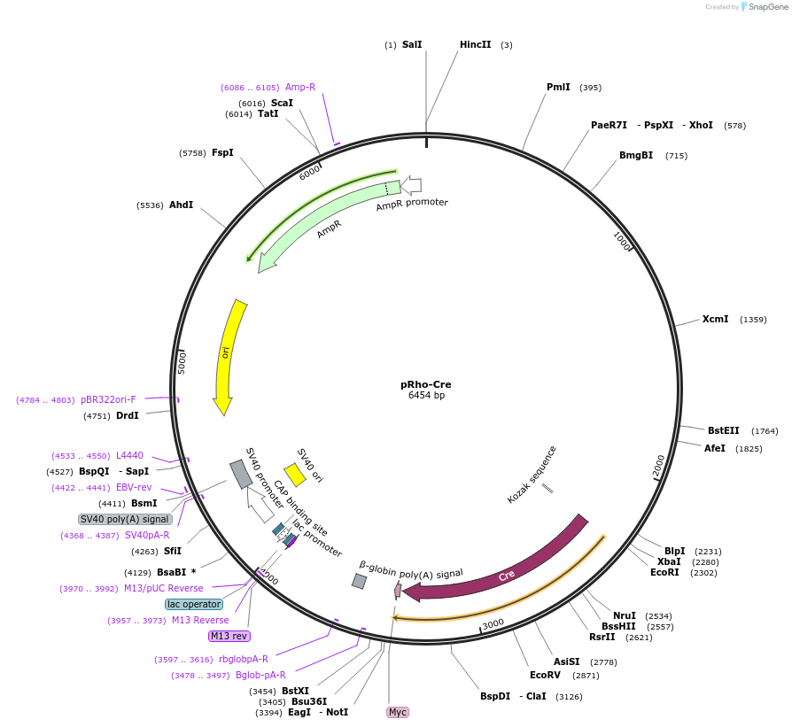 13779-plasmid-map-sequence-id-7766