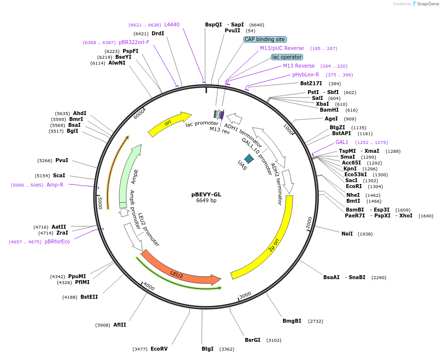 51225-plasmid-map-sequence-id-77665