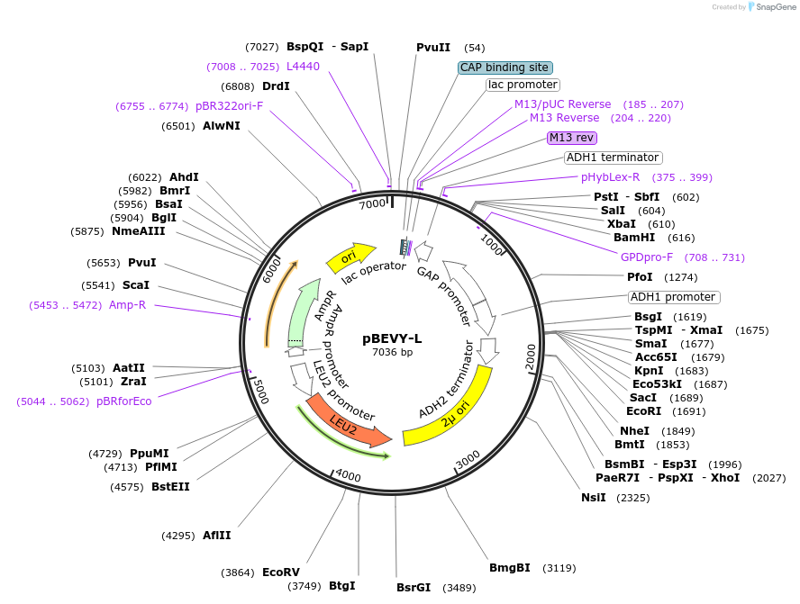 51226-plasmid-map-sequence-id-77667