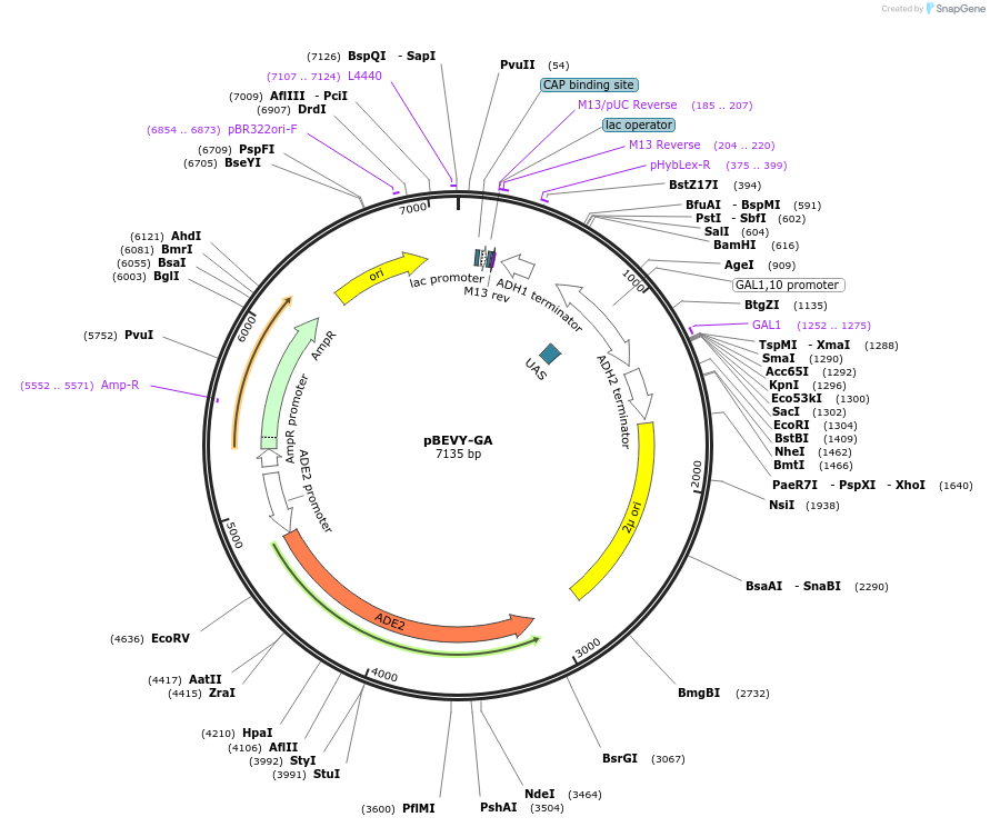 51227-plasmid-map-sequence-id-77668