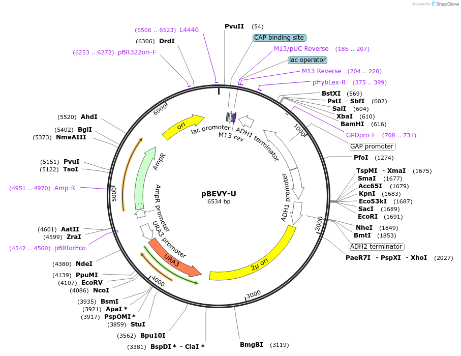 51230-plasmid-map-sequence-id-77672