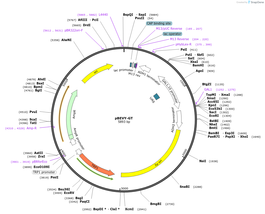 51231-plasmid-map-sequence-id-77673