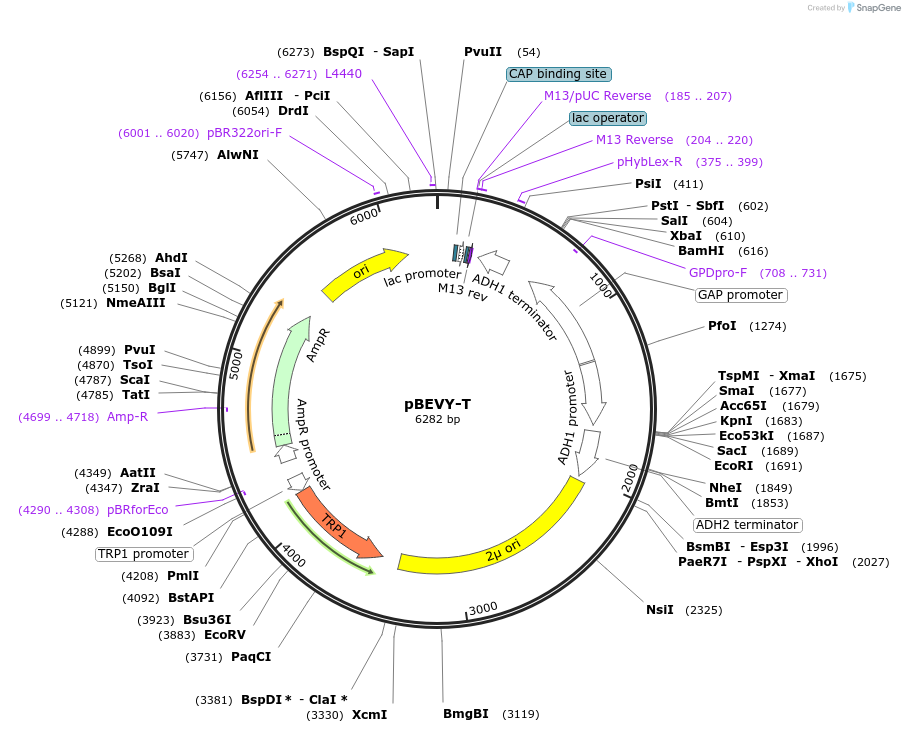 51232-plasmid-map-sequence-id-77674