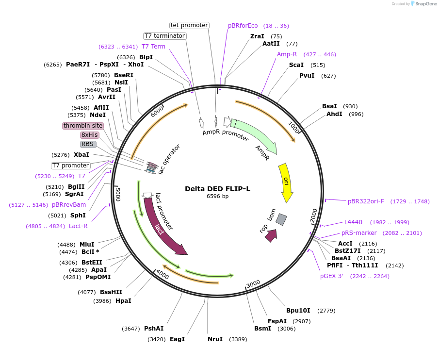 13790-plasmid-map-sequence-id-7771