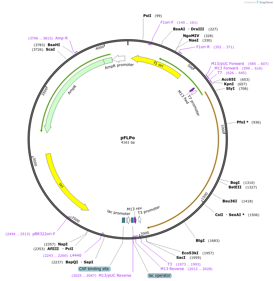 13792-plasmid-map-sequence-id-7773