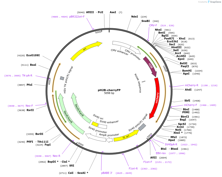 51001-plasmid-map-sequence-id-77770