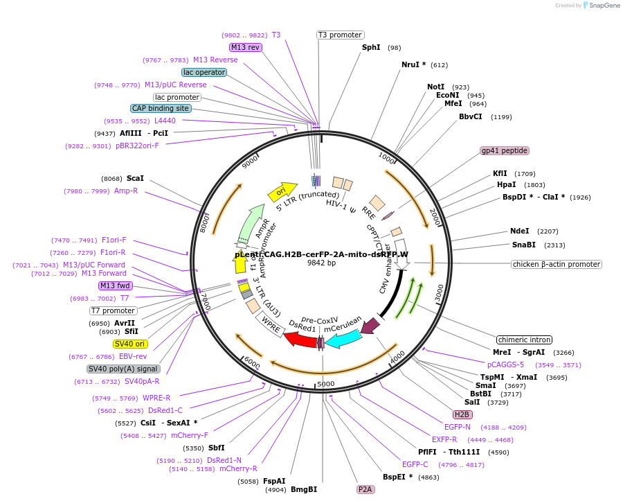 51013-plasmid-map-sequence-id-77778