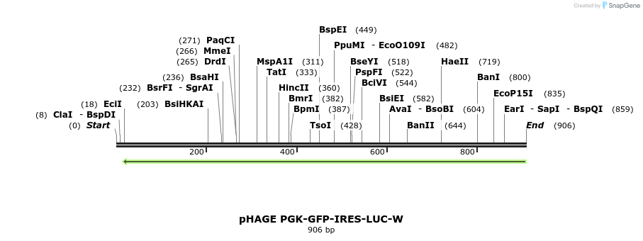 77804_map