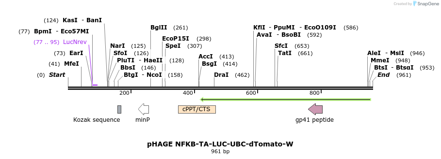 77805_map