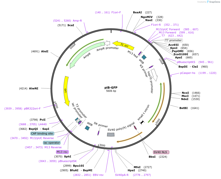 13844-plasmid-map-sequence-id-7782