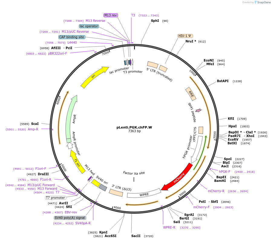 51008-plasmid-map-sequence-id-77835