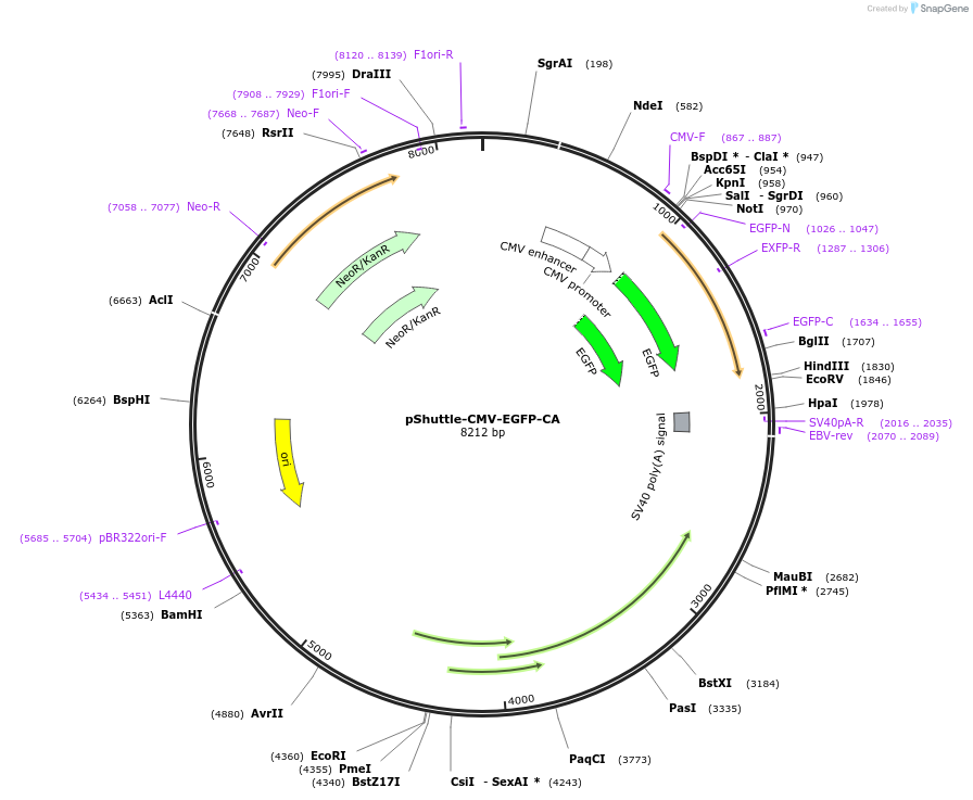 13886-plasmid-map-sequence-id-7784
