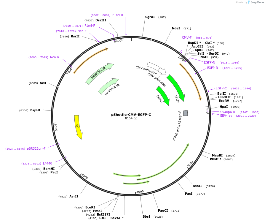 13887-plasmid-map-sequence-id-7785