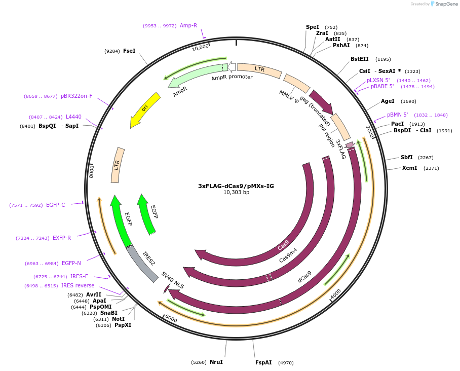 51258-plasmid-map-sequence-id-77869