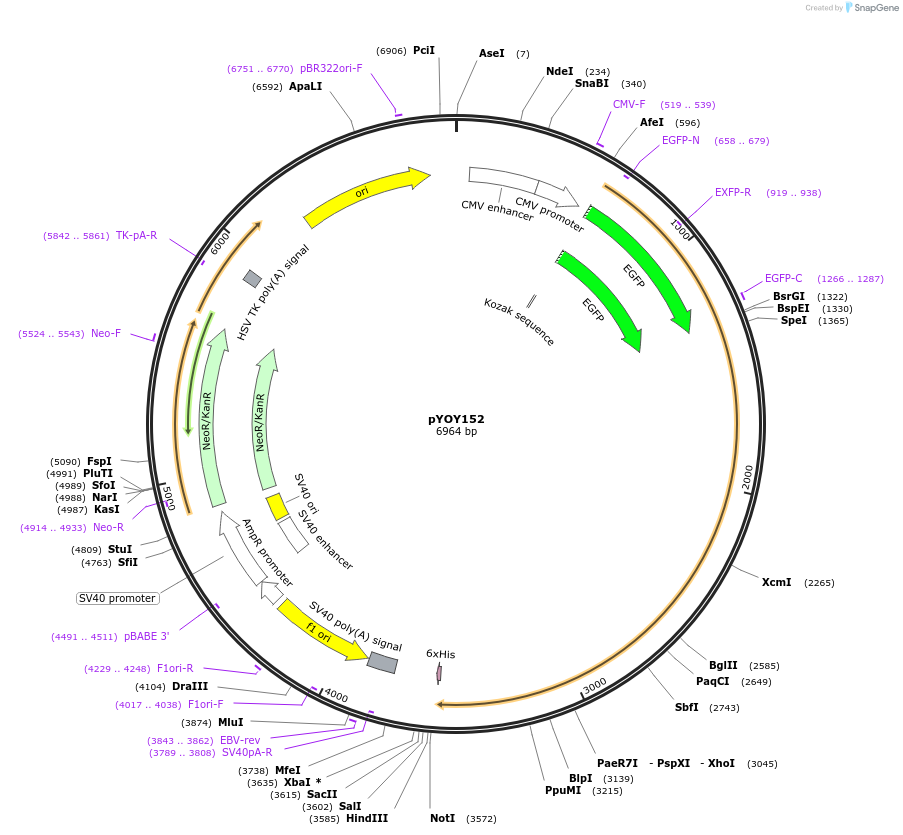 13987-plasmid-map-sequence-id-7787