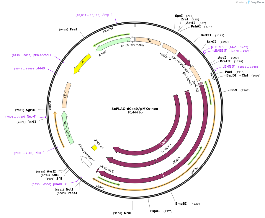 51260-plasmid-map-sequence-id-77871