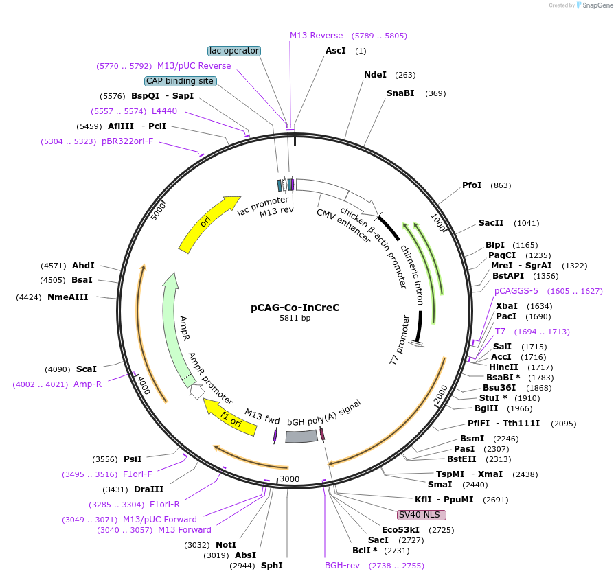 51268-plasmid-map-sequence-id-77879