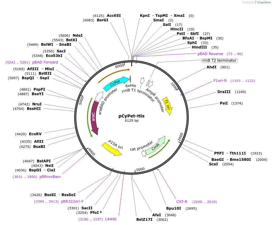 14030-plasmid-map-sequence-id-7788