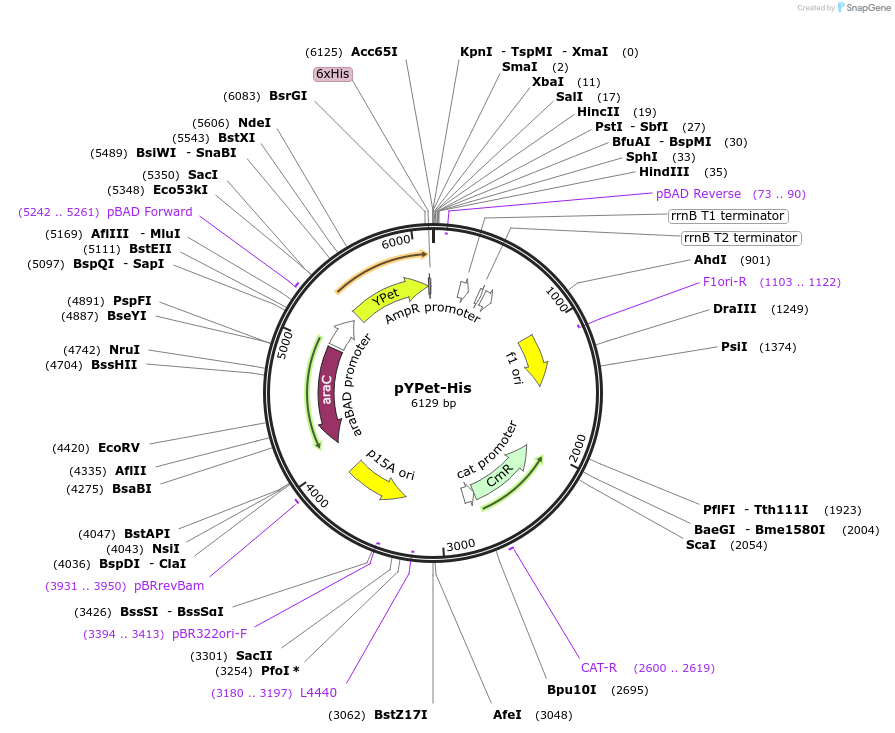 14031-plasmid-map-sequence-id-7789
