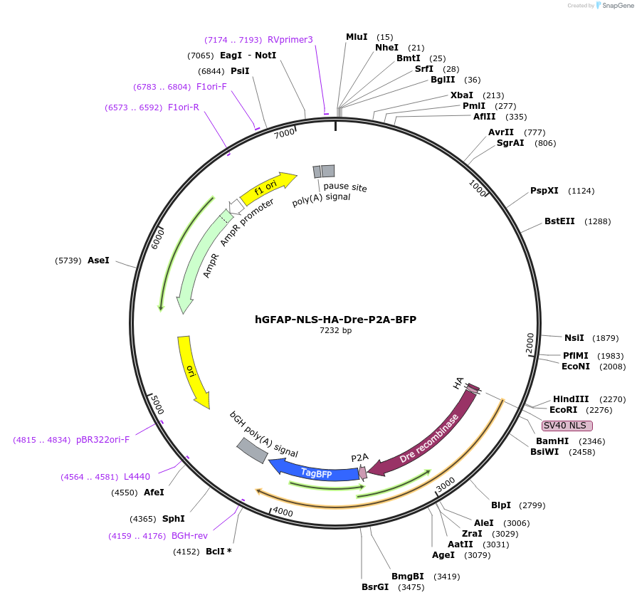 51277-plasmid-map-sequence-id-77897