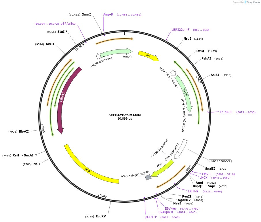 14032-plasmid-map-sequence-id-7790