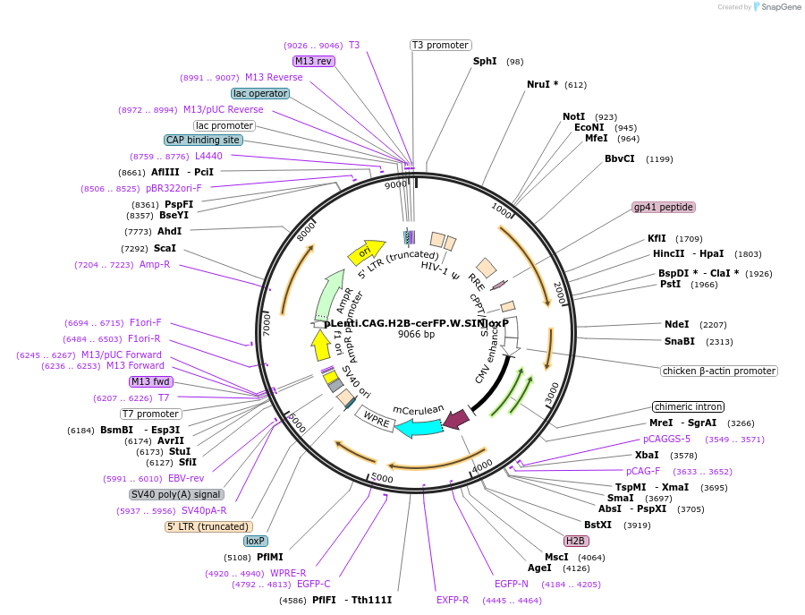 51006-plasmid-map-sequence-id-77912