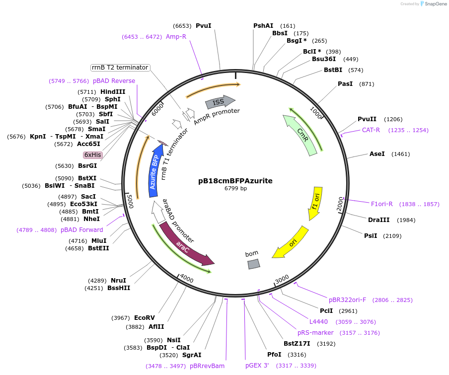 14034-plasmid-map-sequence-id-7792